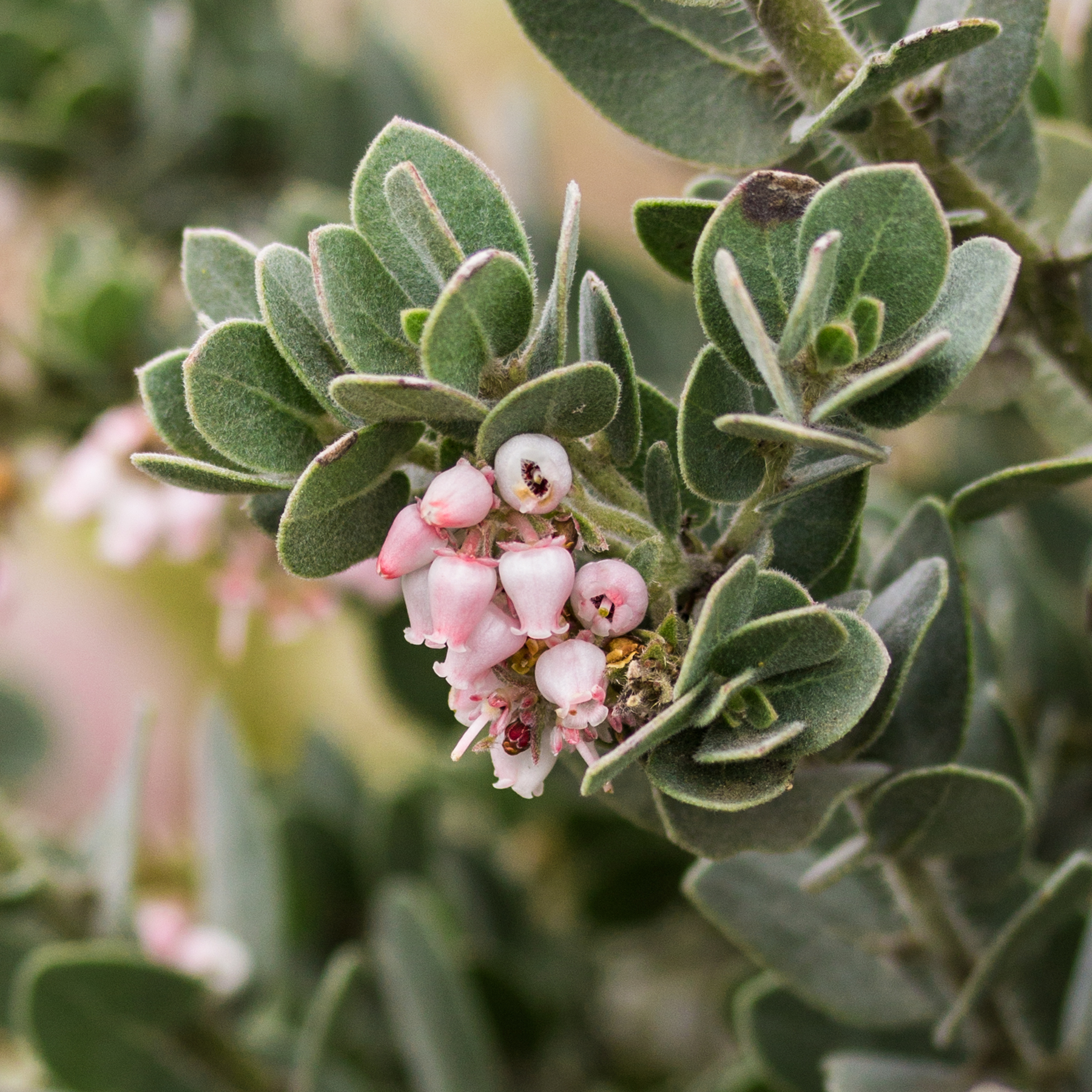 ARAU Flowers.jpg